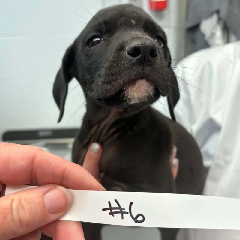 A baby small-sized female Black Mixed Breed dog named Skip for adoption in Parkersburg, WV