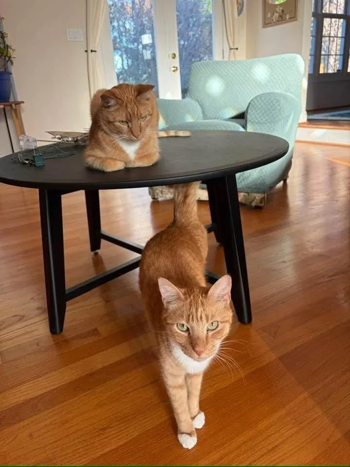 A senior medium-sized male Domestic Short Hair cat named Gaelinfs for adoption in Youngsville, NC