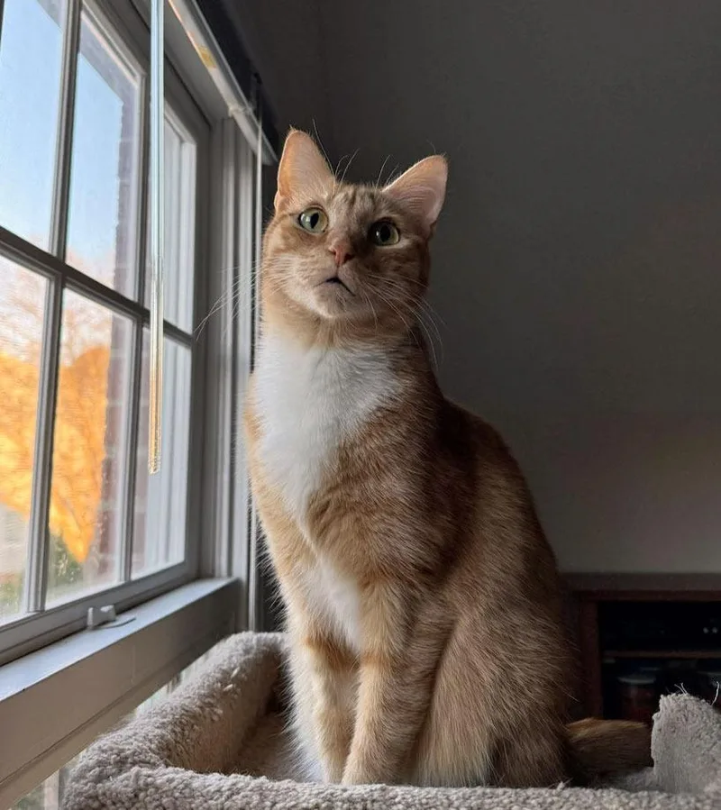 Gaelinfs thumbnail 2