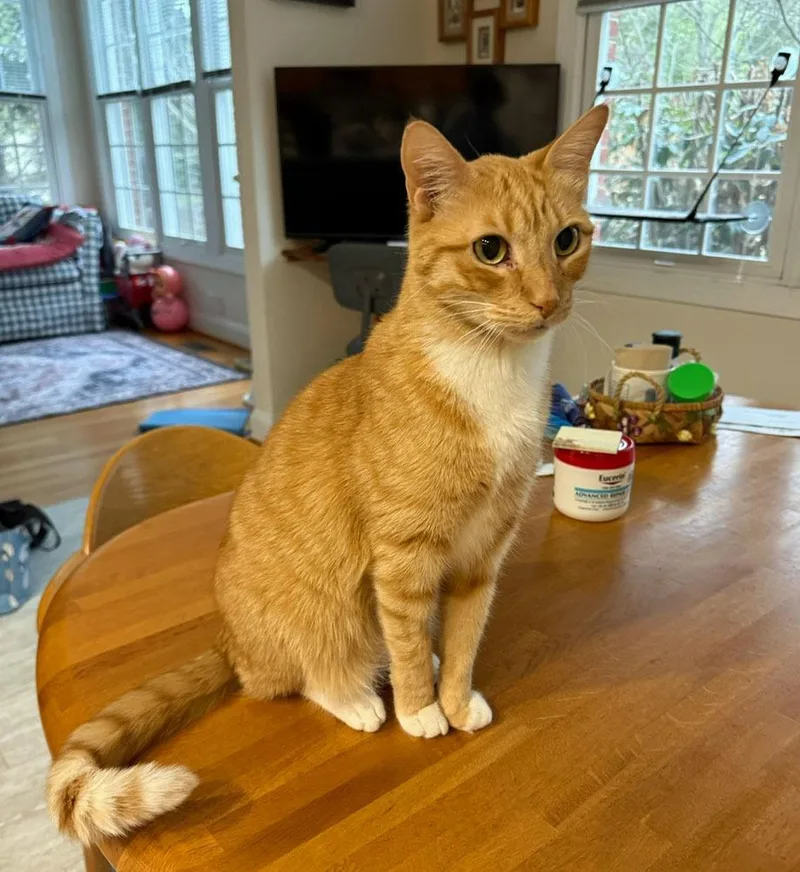 Gaelinfs thumbnail 3