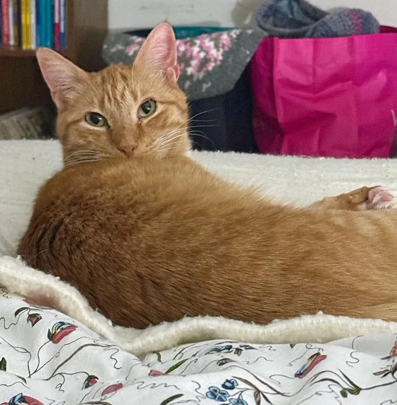 Gaelinfs thumbnail 4