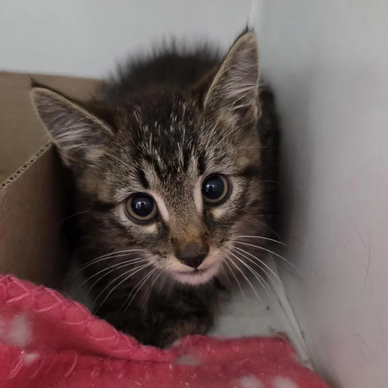 A baby small-sized male Brown / Chocolate Domestic Short Hair cat named Link for adoption in Branson, MO