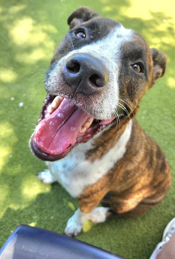 A young medium-sized male Mixed Breed dog named Boss for adoption in Austin, TX