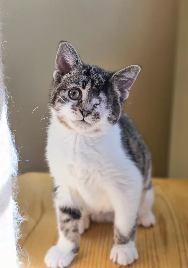 A baby medium-sized female Tabby (Brown / Chocolate) Domestic Short Hair cat named Flower for adoption in Mullica Hill, NJ