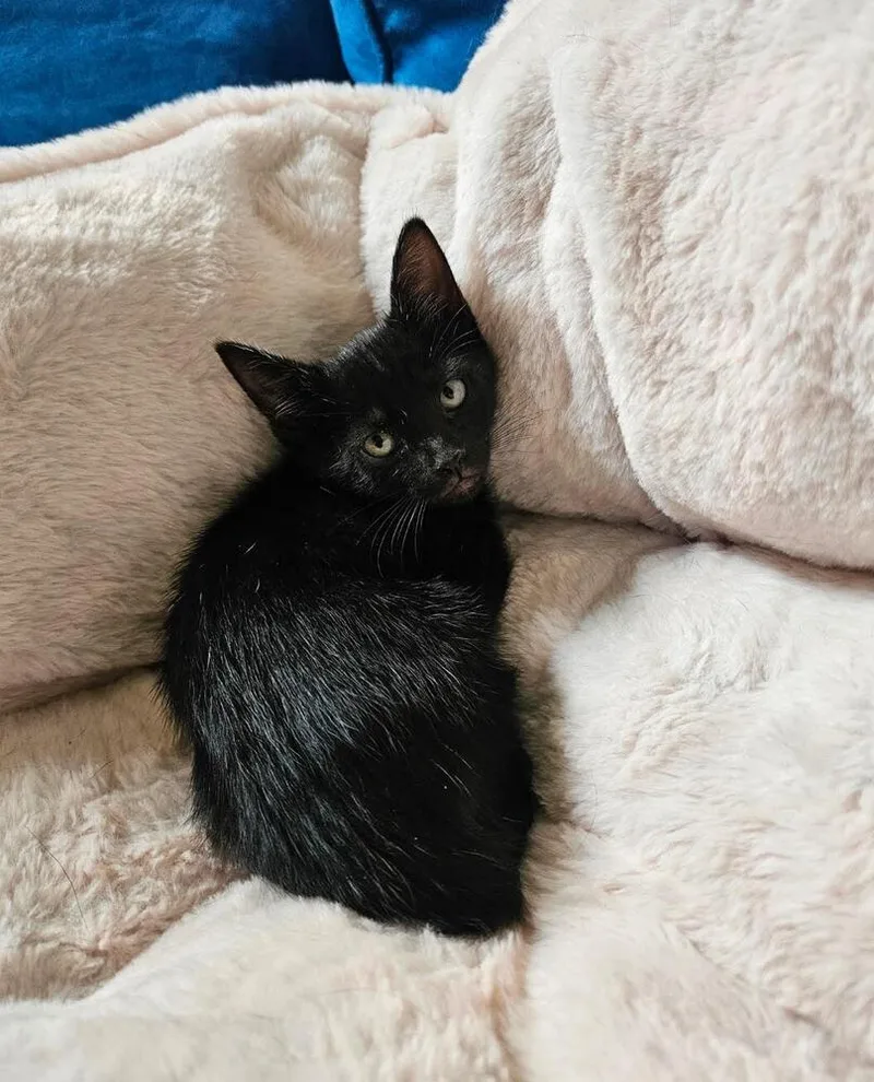 A baby small-sized female Domestic Medium Hair cat named Ash for adoption in Lancaster, CA
