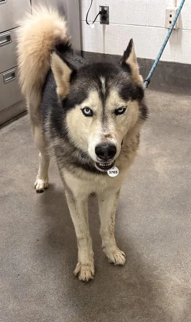 An adult large-sized male Siberian Husky dog named Bosnia for adoption in Upper Marlboro, MD