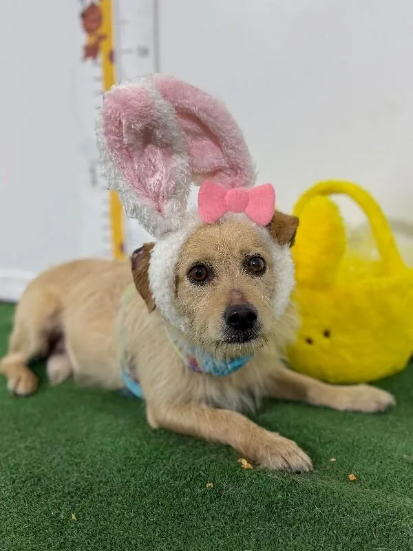 A young small-sized male Yellow / Tan / Blond / Fawn Border Terrier dog named Hugo for adoption in Carlsbad, CA