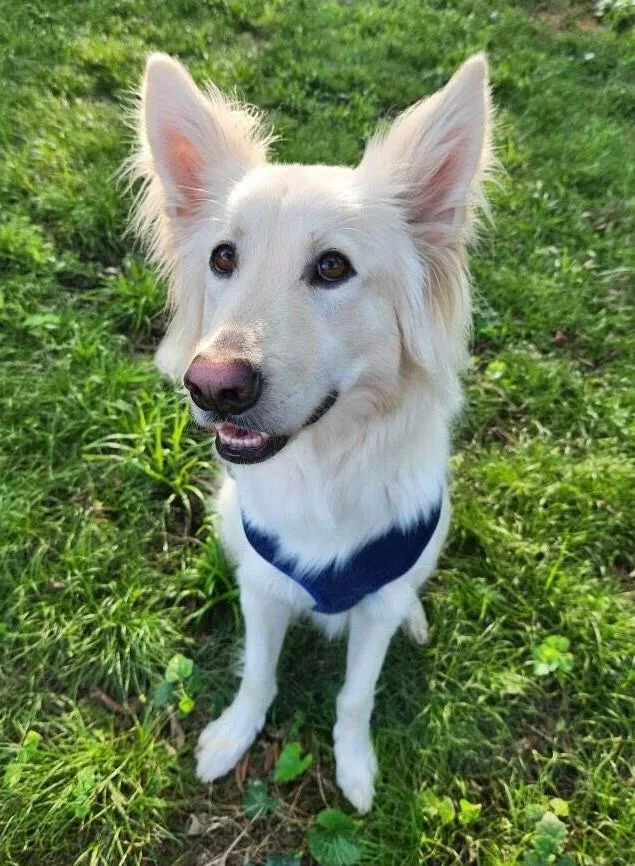 An adult large-sized male White / Cream German Shepherd Dog dog named Bisup for adoption in Kiowa, OK