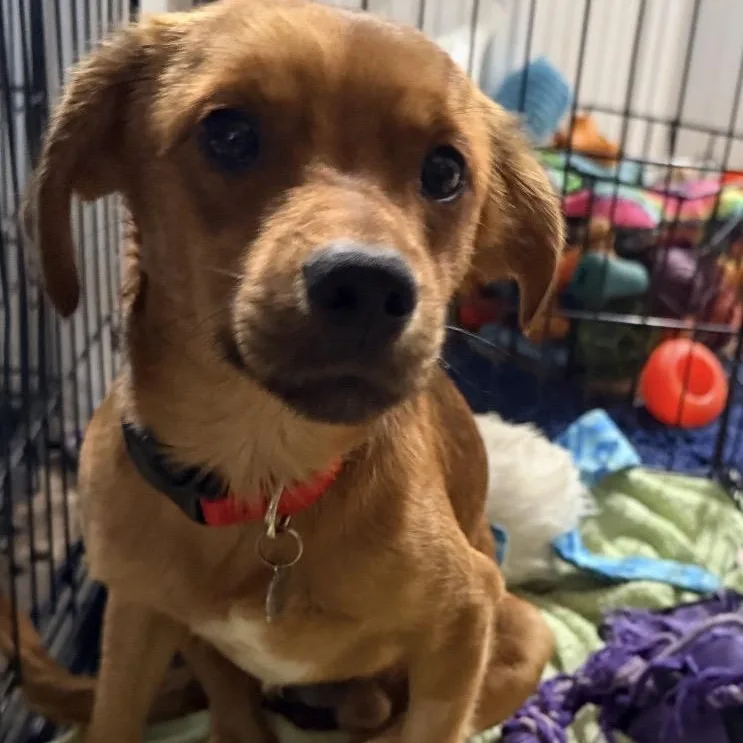 A young small-sized male Red / Chestnut / Orange Dachshund dog named Miles for adoption in Louisburg, KS
