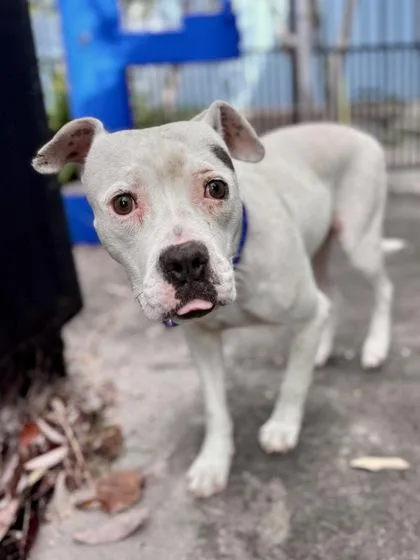 An adult medium-sized female Pit Bull Terrier dog named Matilda for adoption in New Orleans, LA