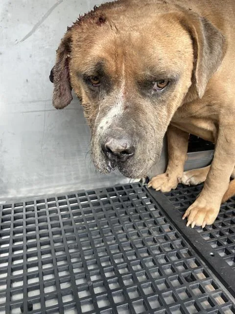 An adult extra large-sized male Mixed Breed dog named Bubba for adoption in Dallas, TX