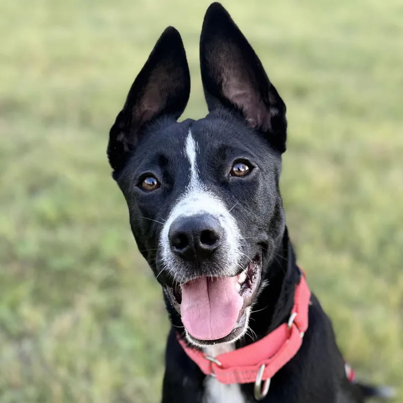 A young medium-sized female Black Terrier dog named Olivia for adoption in Bulverde, TX