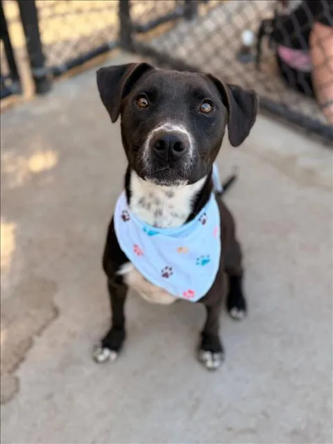A young medium-sized male Parson Russell Terrier dog named Woodstock for adoption in Tulsa, OK