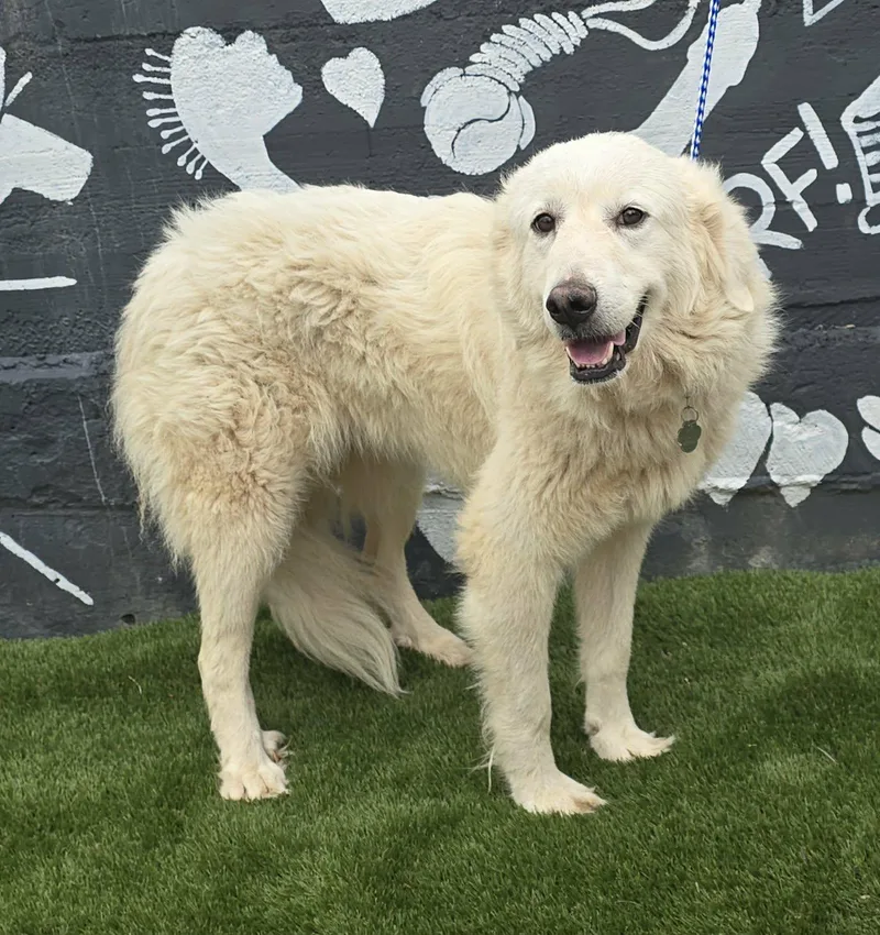 A young medium-sized female White / Cream Great Pyrenees dog named Begonia for adoption in New York, NY