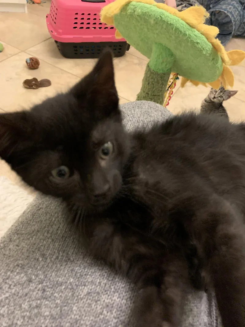 A baby medium-sized female Black Domestic Short Hair cat named Lucy for adoption in Wesley Chapel, FL