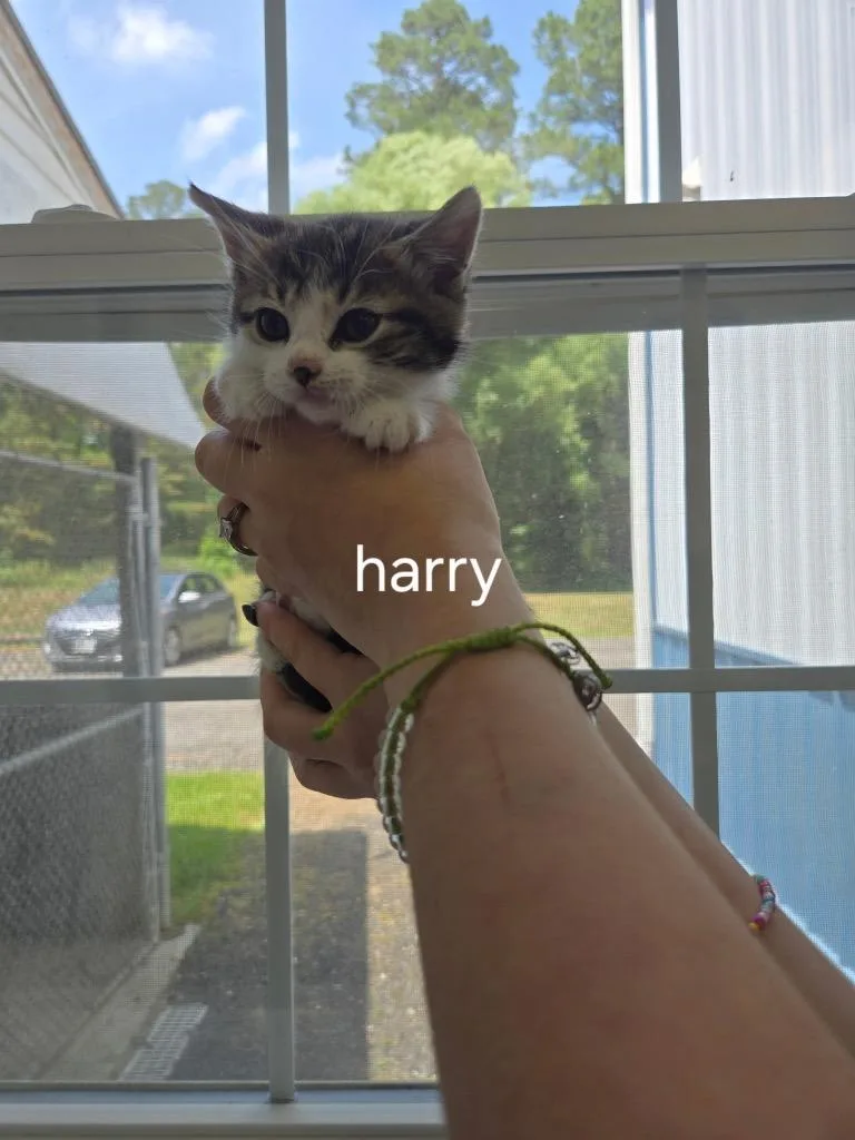 A baby small-sized male Domestic Short Hair cat named Harry for adoption in Cambridge, MD