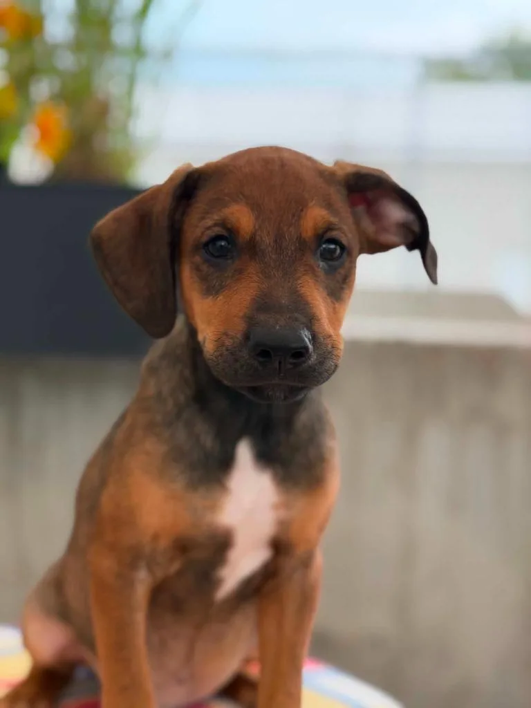 A baby medium-sized male Mixed Breed dog named Toy Story Litter  for adoption in Savage, MN