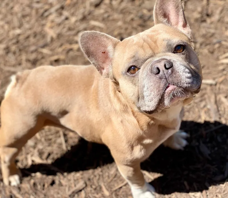 An adult medium-sized male French Bulldog dog named Clyde for adoption in Urbandale, IA