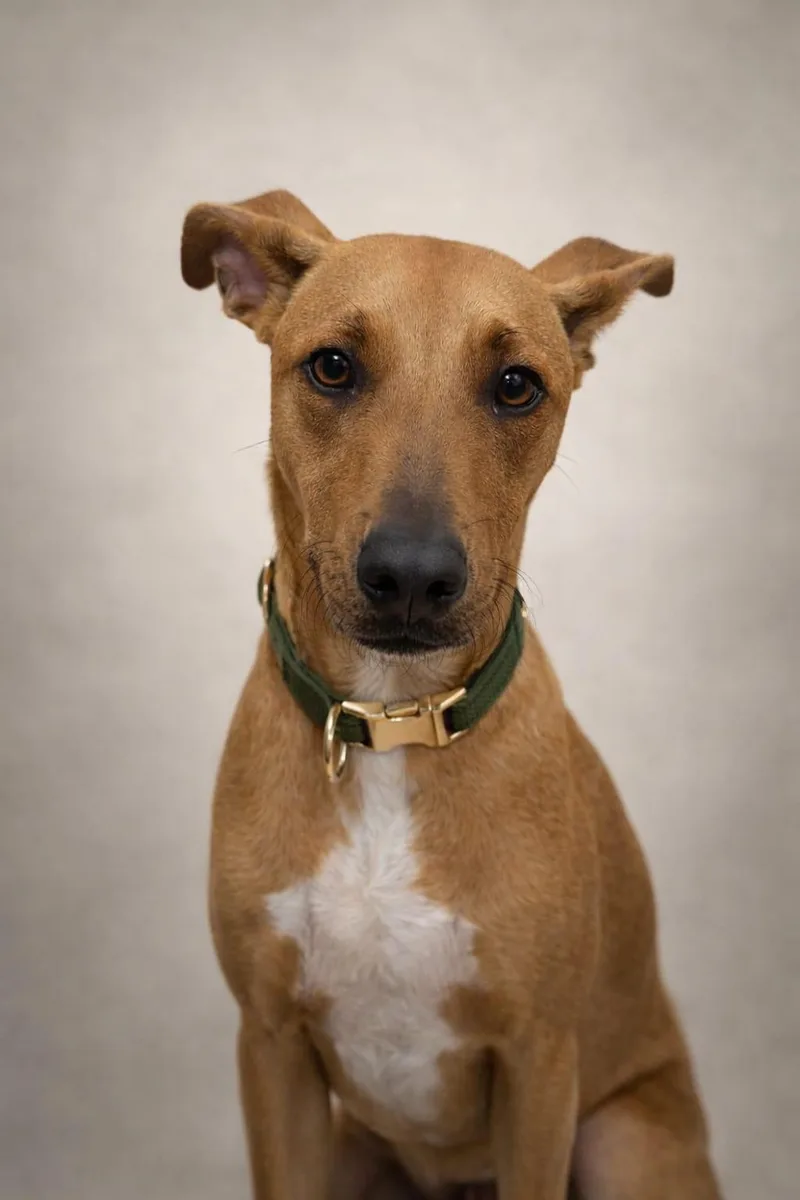 Valentinox thumbnail 4