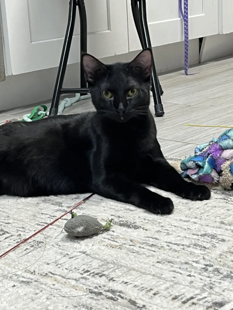 A young large-sized male Black Bombay cat named Azrielportofino Petsmart for adoption in Spring, TX