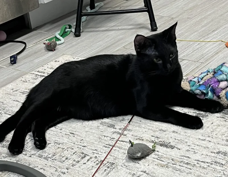 Azrielportofino Petsmart thumbnail 2