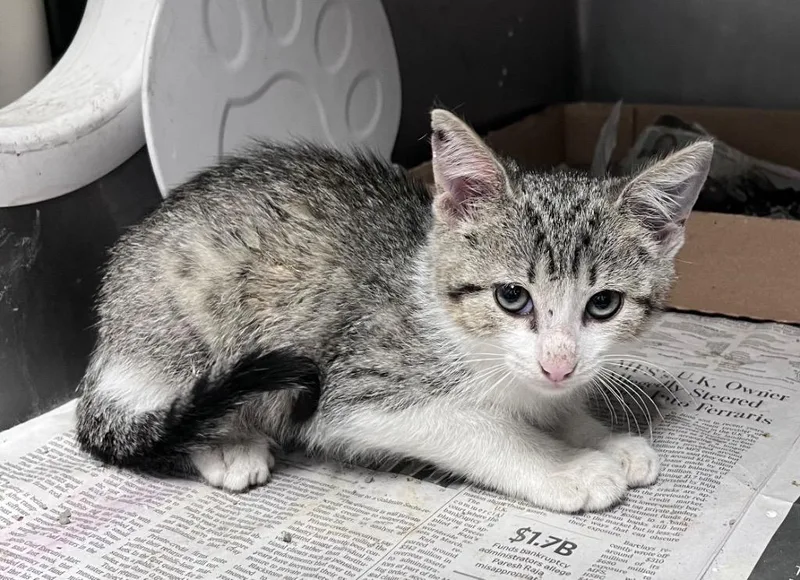 A baby medium-sized male Domestic Short Hair cat named Thousand Island for adoption in Cincinnati, OH