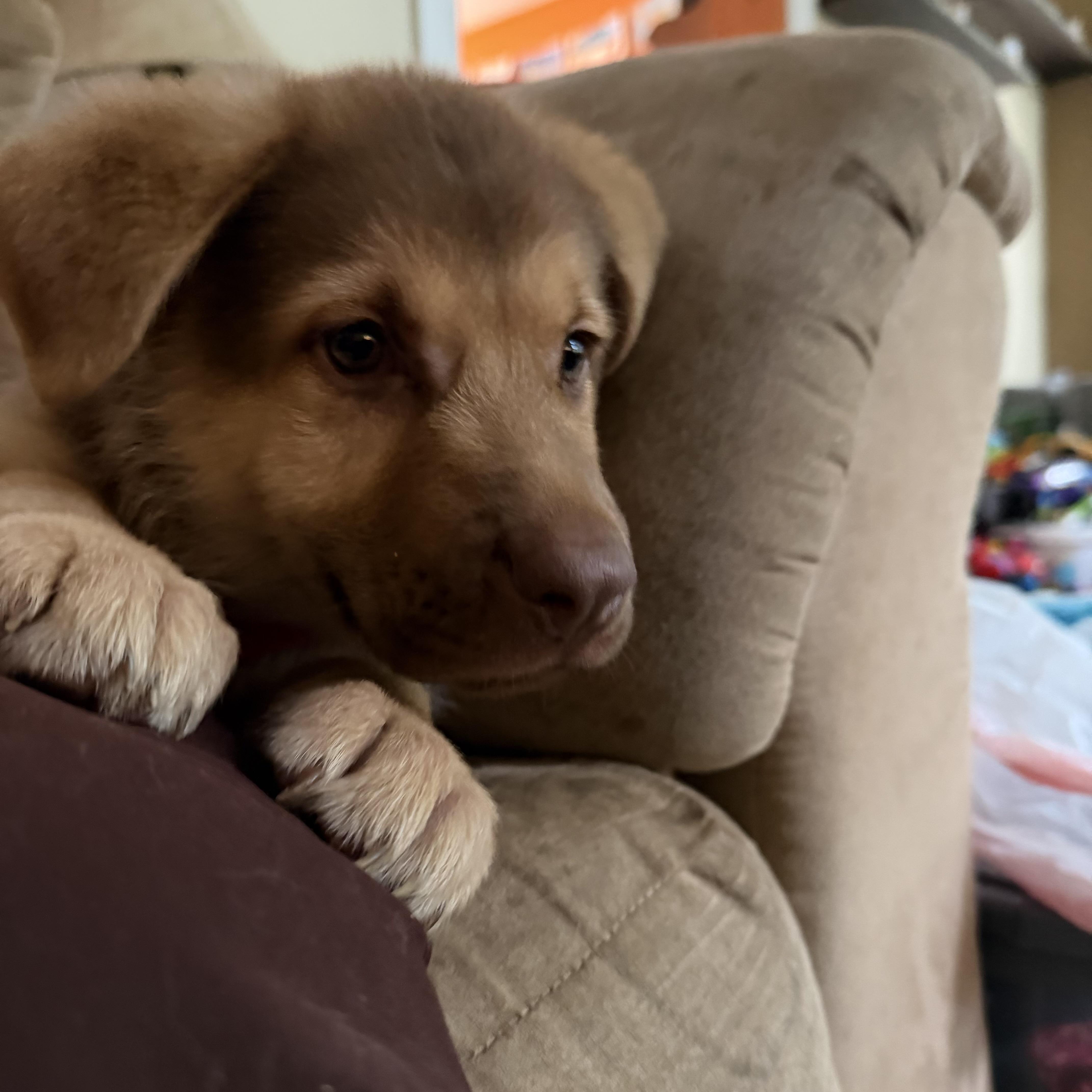 A baby large-sized female Shepherd dog named Koala for adoption in Ellicott City, MD