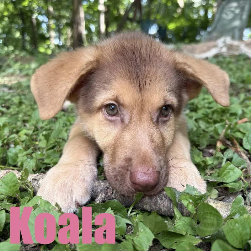 Koala thumbnail 5
