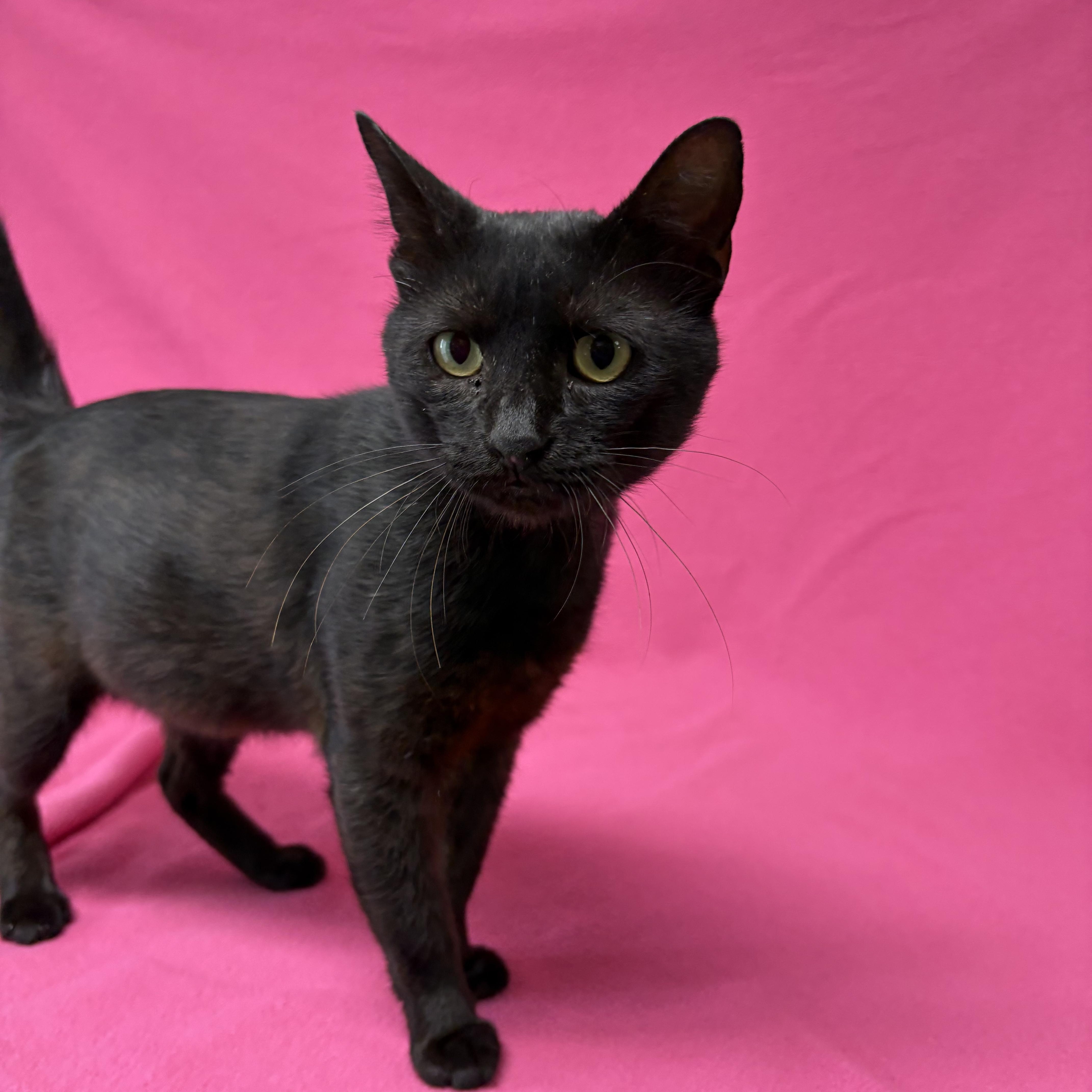 A young medium-sized male Black Domestic Short Hair cat named Ace for adoption in Valdosta, GA
