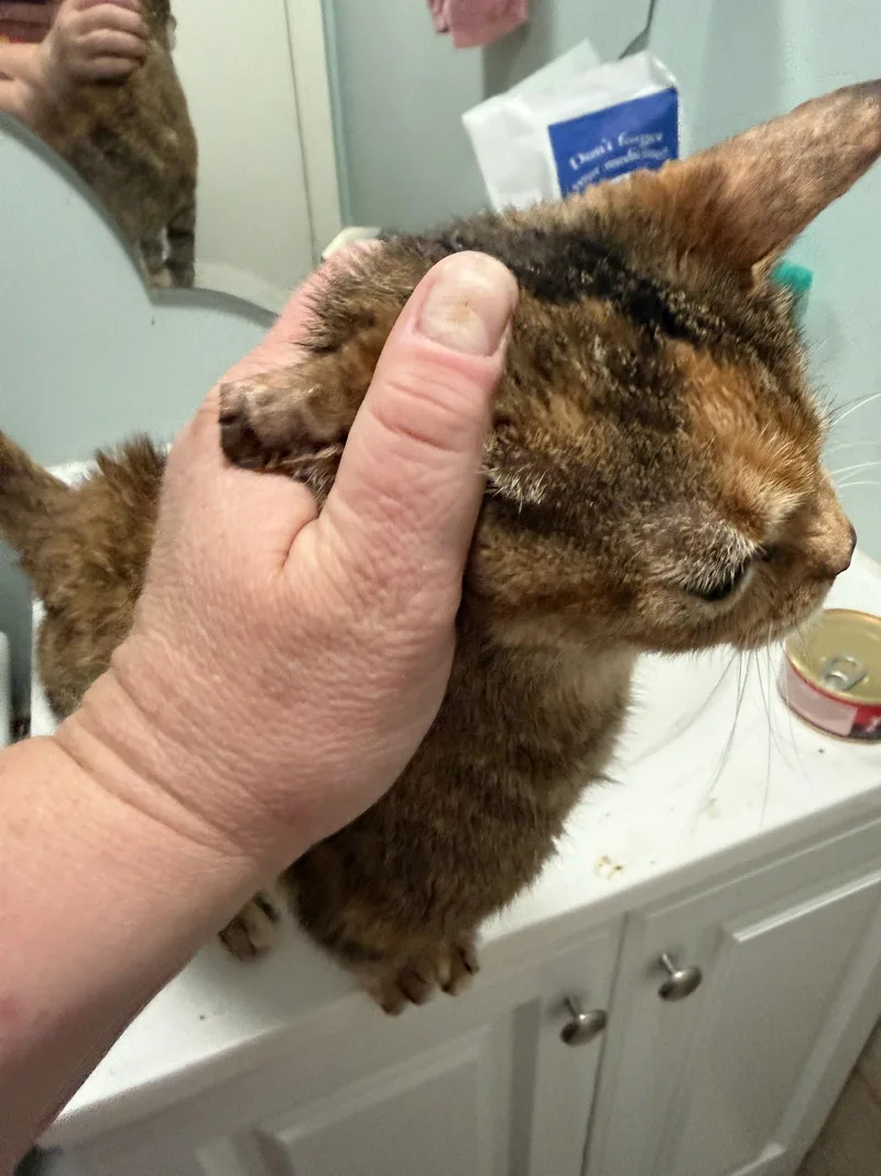An adult medium-sized female Domestic Short Hair cat named Mae for adoption in Wheaton, IL