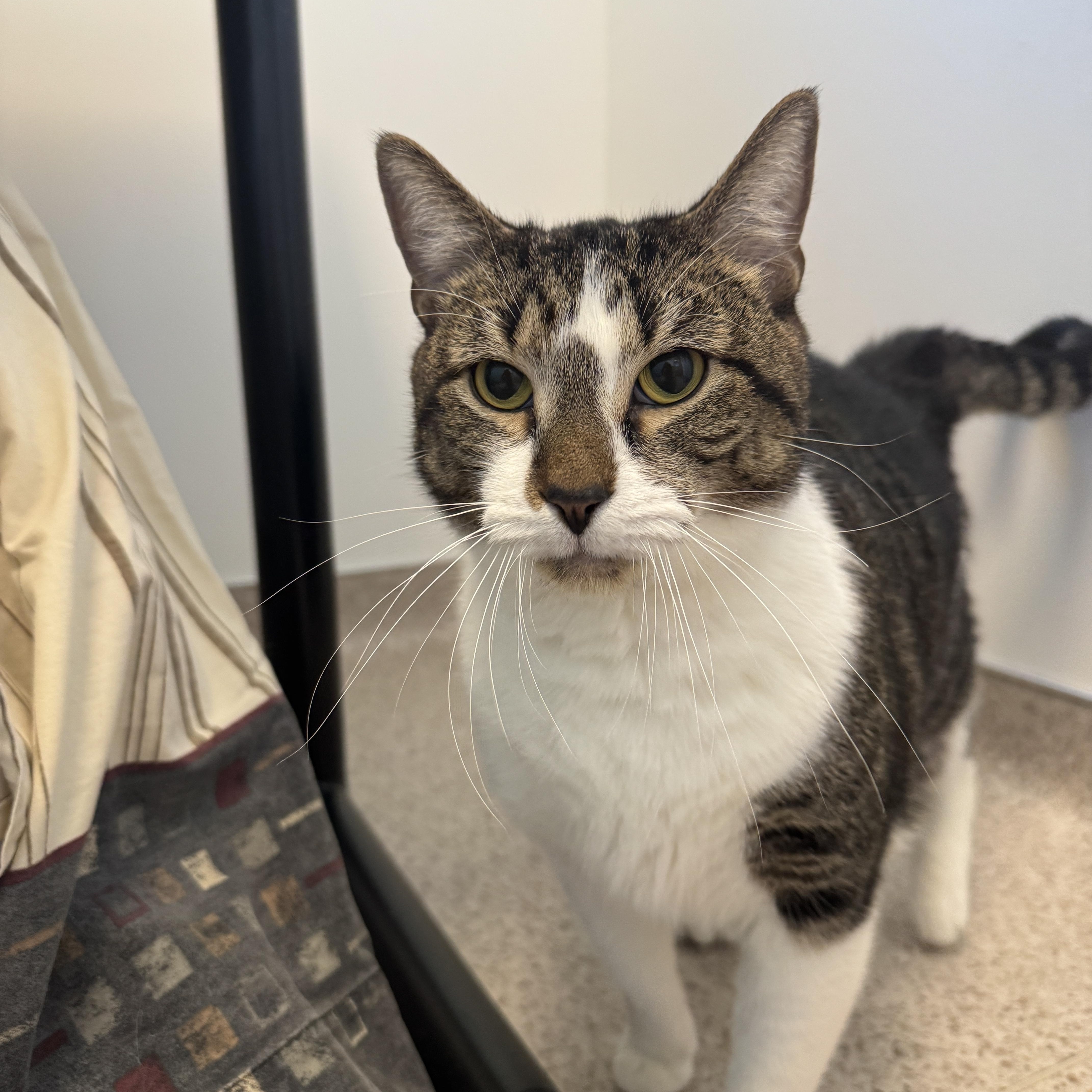 An adult medium-sized male Tabby (Gray / Blue / Silver) Domestic Short Hair cat named Zoomie for adoption in Quincy, MA