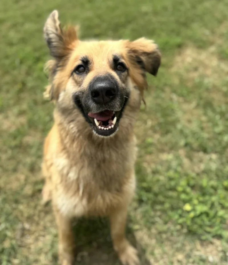 Daphne