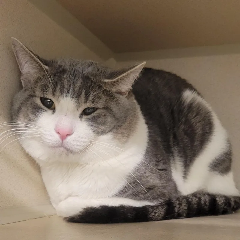 A young large-sized male Gray / Blue / Silver Domestic Short Hair cat named Mustard for adoption in Wheeling, IL