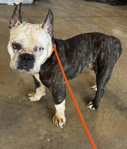 An adult medium-sized male White / Cream English Bulldog dog named Chucky for adoption in Cleveland, OH