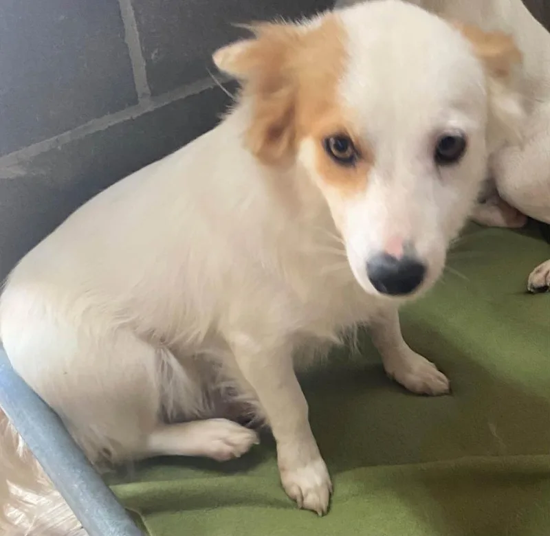 A young small-sized female Mixed Breed dog named Baliy for adoption in Lakeland, GA