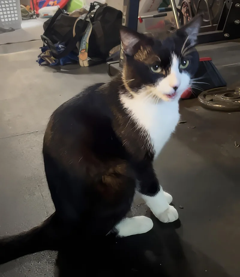 An adult medium-sized male Domestic Short Hair cat named Sylvester for adoption in Nashville, TN