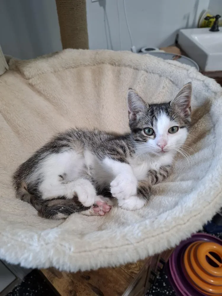 A baby small-sized male Gray & White Domestic Short Hair cat named Kirby for adoption in Lewisburg, TN