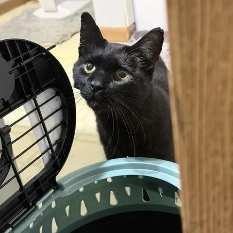An adult small-sized female Black Domestic Short Hair cat named Sarsaparilla C for adoption in Princeton, MN