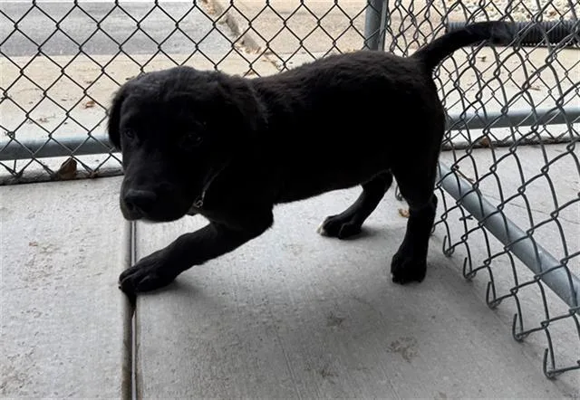 A young large-sized male Labrador Retriever dog named Juice for adoption in Peoria, IL