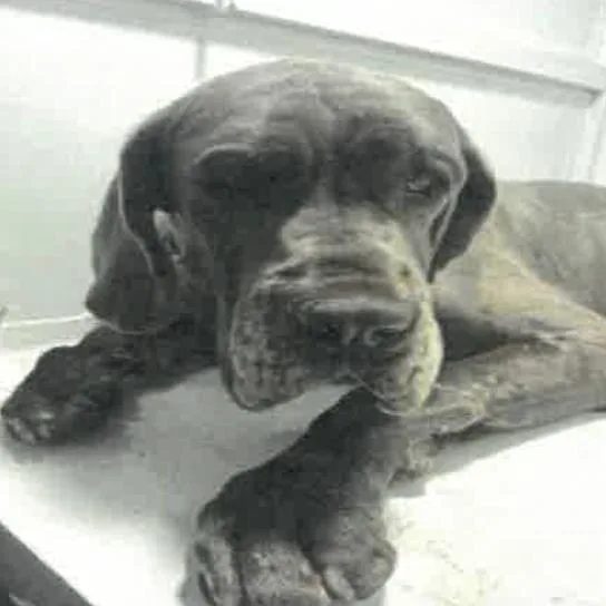An adult extra large-sized female Gray / Blue / Silver Great Dane dog named Beauty A for adoption in Mission Hills, CA