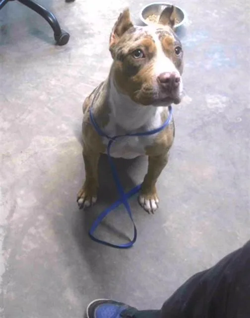 An adult medium-sized female Staffordshire Bull Terrier dog named Freckles for adoption in Tallahassee, FL