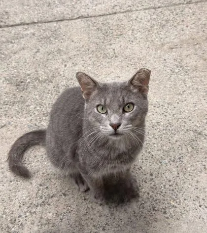 An adult small-sized male Domestic Short Hair cat named Dusty for adoption in West Chester, PA