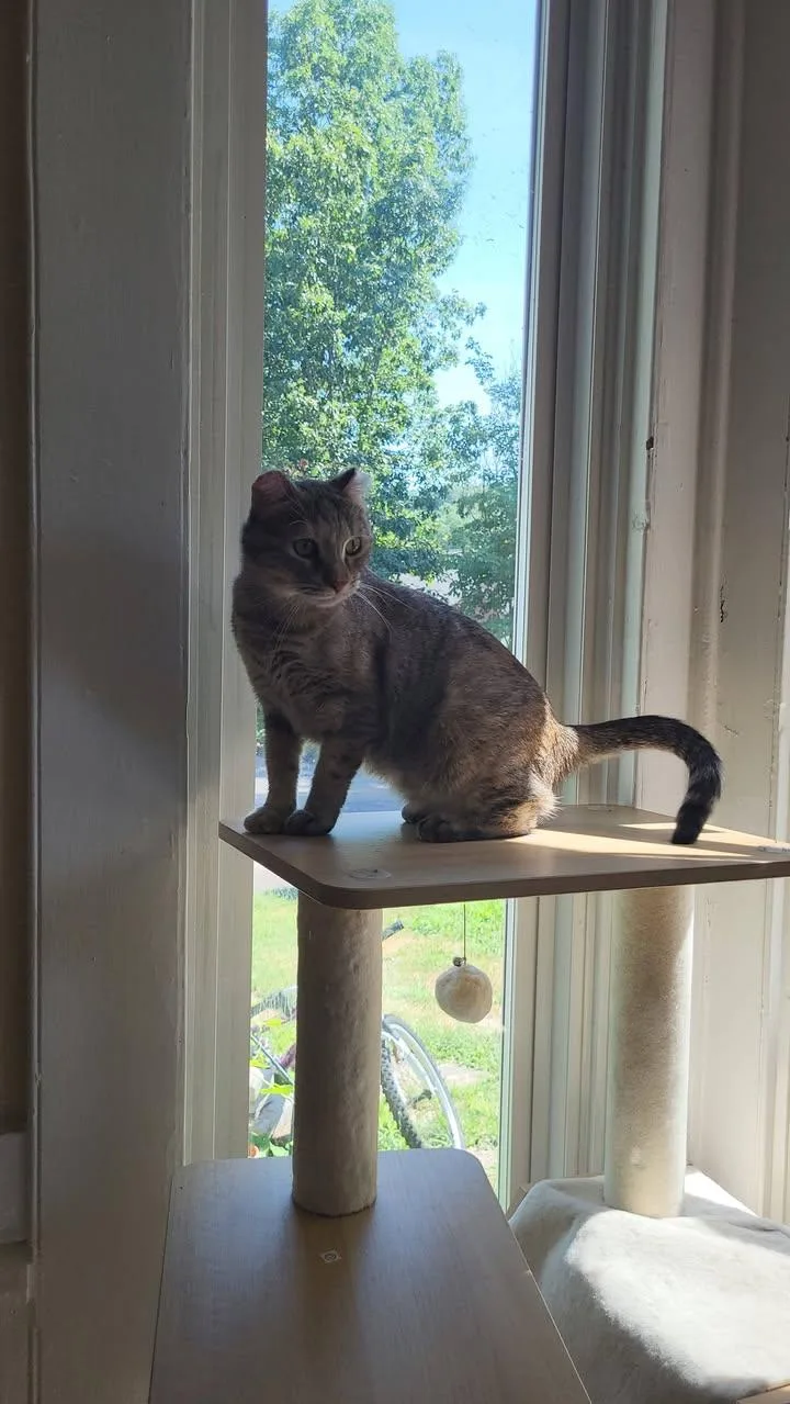 An adult medium-sized female Domestic Short Hair cat named Coco for adoption in Enfield, CT