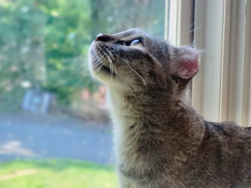 Coco thumbnail 2
