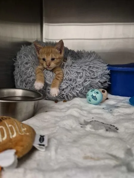 A baby small-sized female Domestic Short Hair cat named Cutie for adoption in Morristown, TN