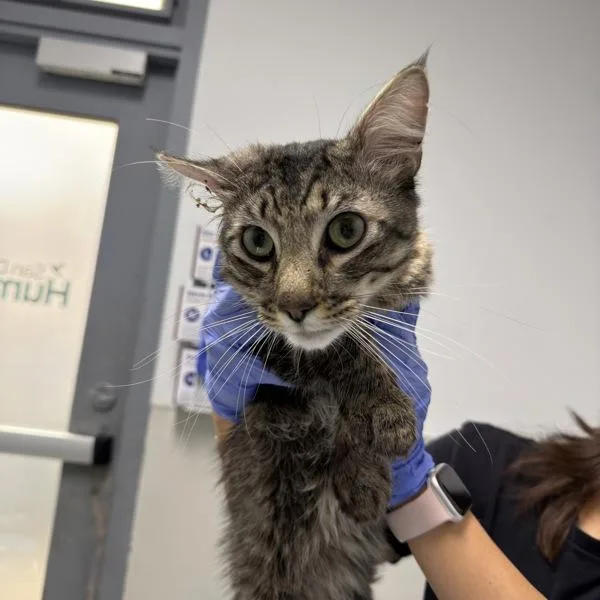 An adult small-sized male Domestic Short Hair cat named Max for adoption in San Diego, CA