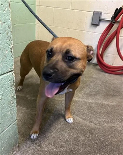 A young medium-sized female Pit Bull Terrier dog named Nashville for adoption in Sacramento, CA