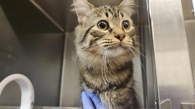 A young large-sized male Domestic Medium Hair cat named Link for adoption in Aurora, IL