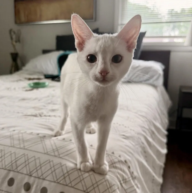 A baby medium-sized female White Domestic Short Hair cat named Skye for adoption in Nashville, TN