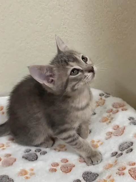 A young medium-sized male Gray / Blue / Silver Domestic Short Hair cat named Karby for adoption in Fort Collins, CO